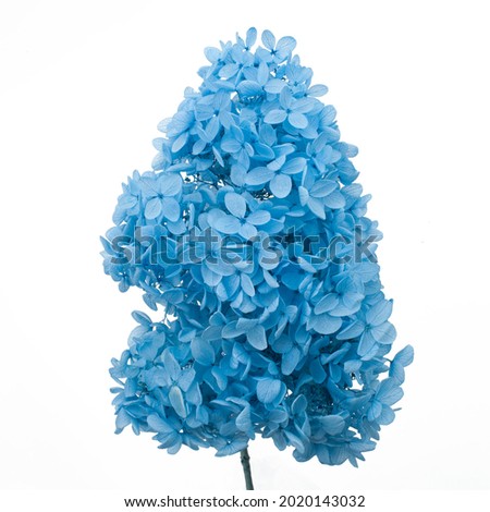 Blue sublimated dyed hydrangea. Dried flowers. Isolated on white background