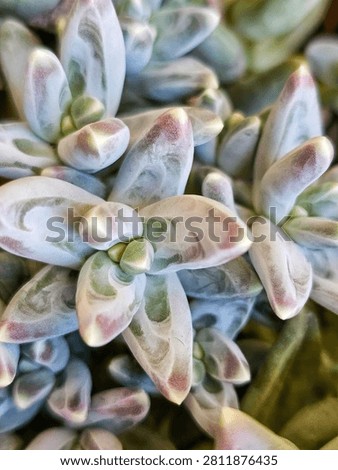 Blue Succulent Rosette Macro Close Up