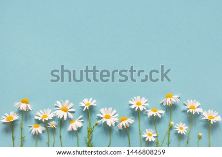 Blue summer background with daisies, copy space