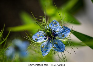 Blue summer flower in full bloom