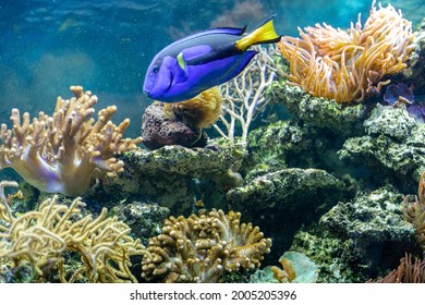 Blue Surgeon Fish On The Background Of Coral Reefs And Anemones, Paracanthurus Hepatus