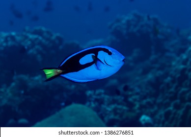 Blue Surgeonfish Paracanthurus hepatus Dory Finding Nemo
