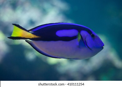 Blue surgeonfish (Paracanthurus hepatus), also known as the blue tang. Wild life animal. 