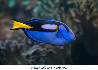 Blue surgeonfish (Paracanthurus hepatus), also known as the blue tang. Wild life animal. 
