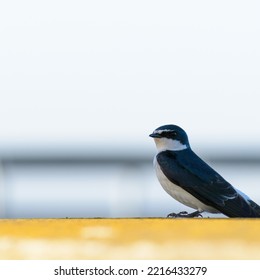 Blue Swallow With A Ladybug Insect On It