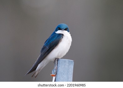 Blue Swallow On Branch  .