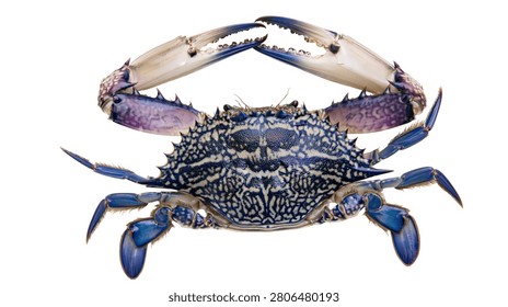 Blue swimmer crab with patterned shell and large sharp claws