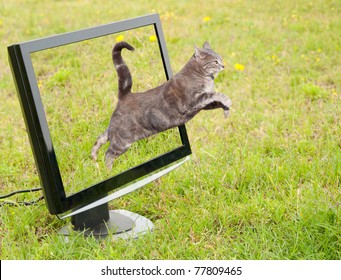 Blue Tabby Cat Leaping Out Of A Computer Monitor Onto Green Grass