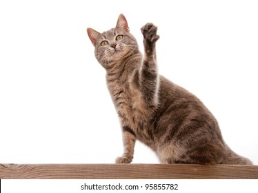 Blue Tabby Cat With Raised Paw Up On White Background