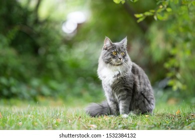 blue tabby maine coon cat sitting outdoors in nature on grass observing the garden - Powered by Shutterstock