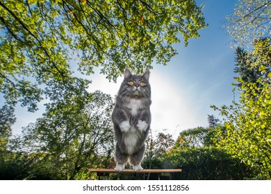 Blue Tabby Maine Coon Cat With White Paws Jumping Away From Table Outdoors In Nature On A Sunny Day With Clear Sky