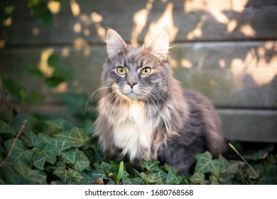 4,367 Maine coon blue tabby Images, Stock Photos & Vectors | Shutterstock