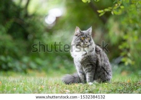 blue tabby maine coon cat sitting outdoors in nature on grass observing the garden