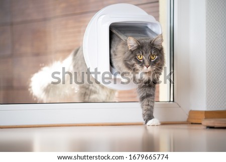 blue tabby maine coon cat coming home entering room through cat flap in window looking ahead