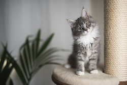 синий котенок мейн-кун, стоящий на кошачьей мебели, наклоняясь головой рядом с комнатным растением перед белыми шторами
