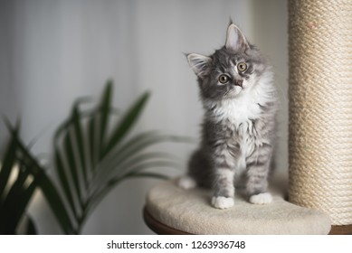 blue tabby maine coon kitten standing on cat furniture tilting head beside a houseplant in front of white curtains - Powered by Shutterstock