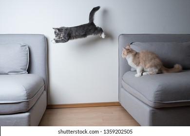 Blue Tabby Maine Coon Kitten Jumping From One Sofa To Another. Cream Colored Cat Is Watching.