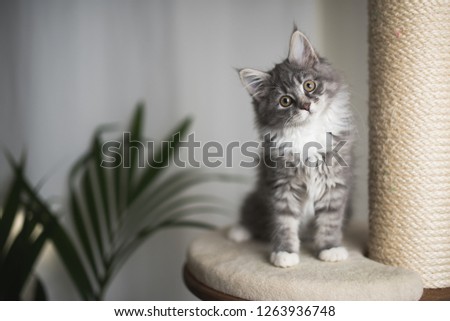 blue tabby maine coon kitten standing on cat furniture tilting head beside a houseplant in front of white curtains