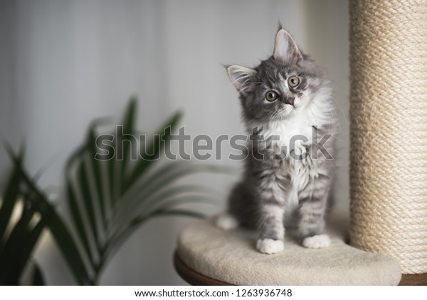 Blue Tabby Maine Coon Kitten Standing Stock Photo Edit Now