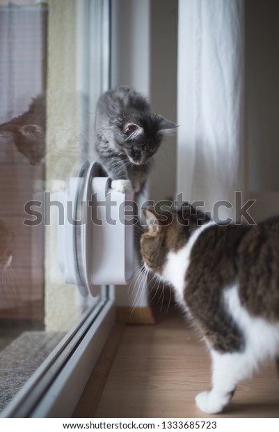 Blue Tabby Maine Coon Kitten Standing Stock Photo Edit Now