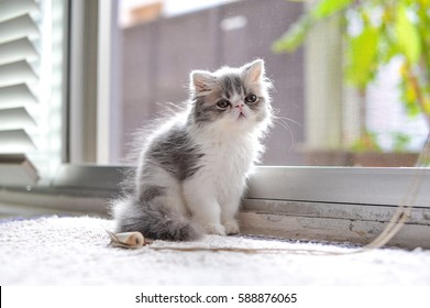 exotic longhair cat