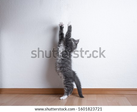 Similar – Playing cat at the window