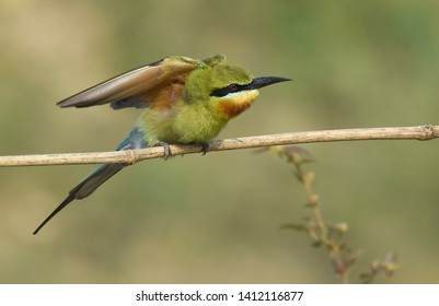 Blue Tailed Bee Eaters Images Stock Photos Vectors Shutterstock