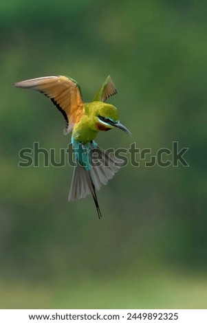 Blue tailed Bee Eater in action