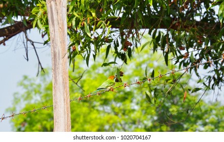 Blue tailed bee eater on a fence