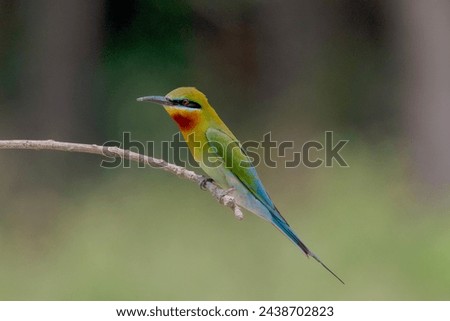 A Blue Tailed Bee Eater perching on a thin branch