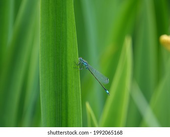 Blue Tailed Damselfly (Ischnura Elegans) 