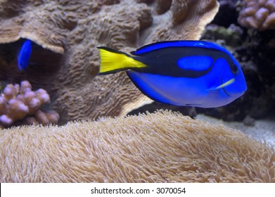 Blue Tang