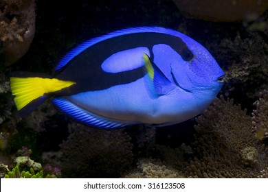 Blue Tang