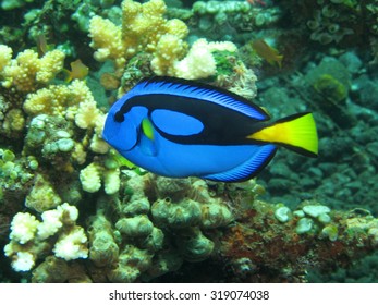 A Blue Tang