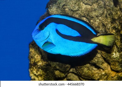 Blue Tang Fish