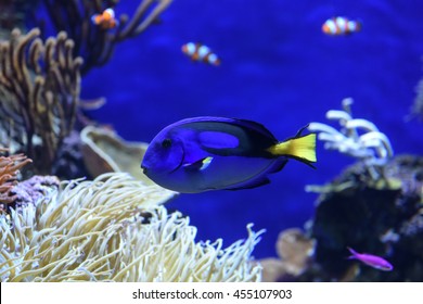 A Blue Tang Fish At The Aquarium