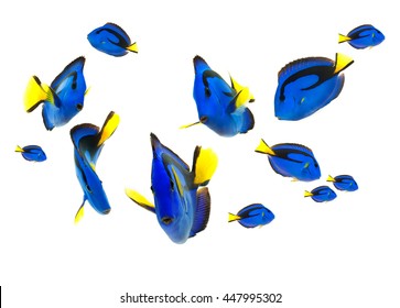 Blue Tang Fish, Marine Life Isolated On White Background 