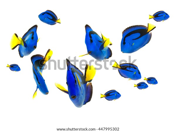 Blue Tang Fish Marine Life Isolated Stock Photo Edit Now 447995302