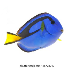 blue tang fish, marine reef fish isolated on white background