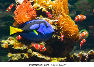 Blue tang fish, percula clownfishes and cay