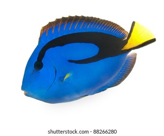 Blue Tang , Marine Coral Fish Isolated On White Background