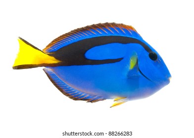 Blue Tang , Marine Coral Fish Isolated On White Background