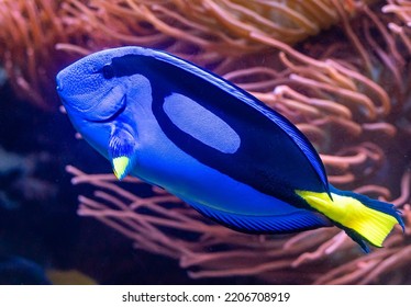 The Blue Tang (Paracanthurus hepatus, "Dori fish") is a species of Indo-Pacific surgeonfish and a popular fish in marine aquaria.   - Shutterstock ID 2206708919