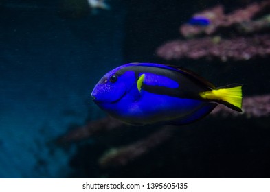 Blue tang, Paracanthurus hepatus, regal blue tang, palette surgeonfish. A popular fish in marine aquariam