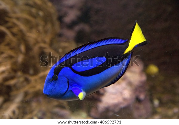 Blue tang or Regal tang or Palette surgeonfish
(Paracanthurus hepatus ) .
