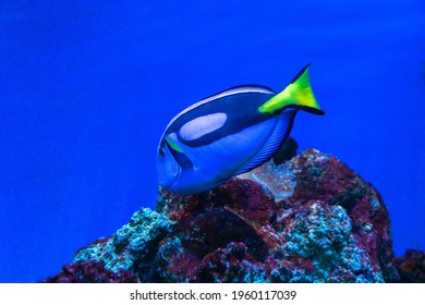 Blue tang surgeonfish close-up, exotic fish from the pacific ocean, popular tropical aquarium pet and red sea