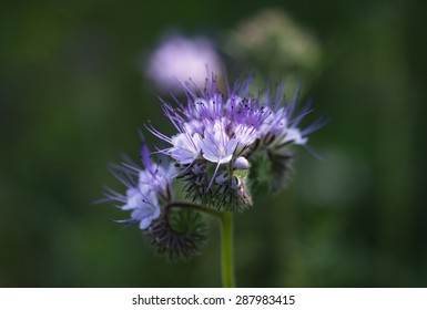 Blue Tansy