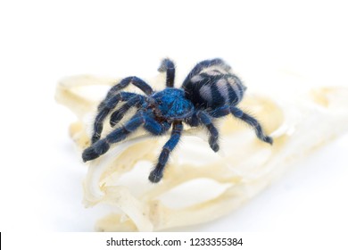 Blue Tarantula On White Background