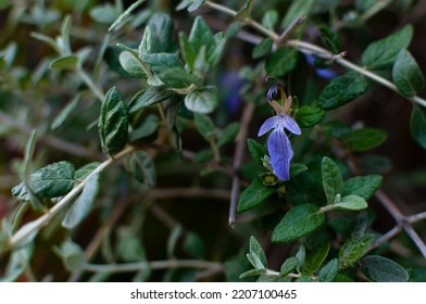 Blue Teucrium Fruticans (Lamiaceae) Blossom
