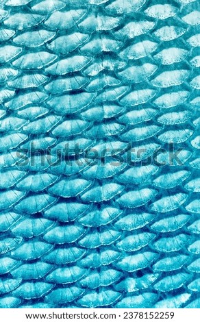 blue texture, abstract background of a fish scale closeup, black and white photo